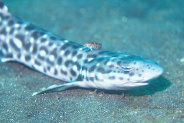 Coral Catshark in the Lembeh Strait, Sulawesi, Indonesia