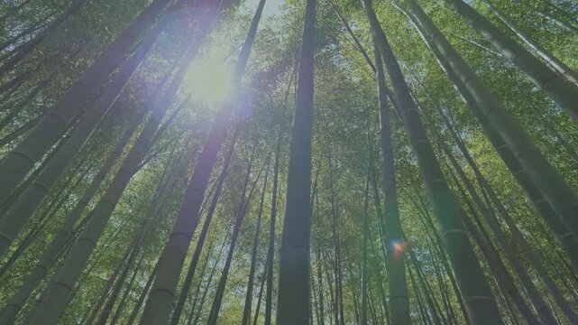 竹林の散歩道（愛知県知多市・ちたの竹林）