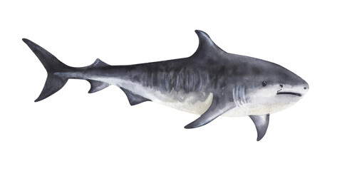 Side view tiger shark with open mouth in monochrome silhouette style