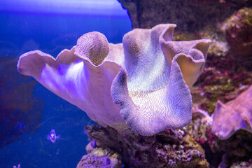 Sea reef - purple giant carpet sea anemone Stichodactyla gigantea