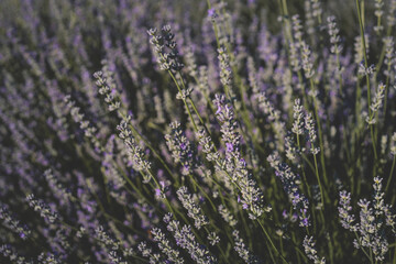 Blooming lavender rows in a sunlit field, creating a dreamy purple wave under a soft blue sky. The calm, diagonal perspective enhances the natural beauty and peaceful atmosphere