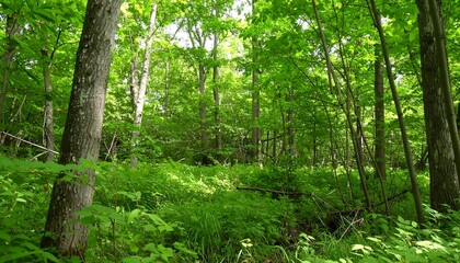 Obraz premium Lush green forest floor, sunlight dappled through canopy