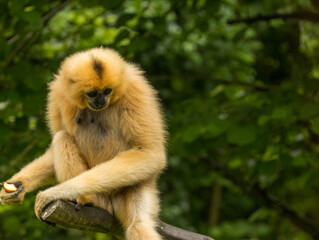 Gibbon à favoris roux