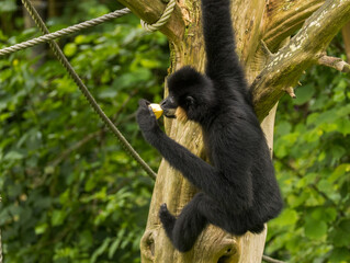 Gibbon à favoris roux