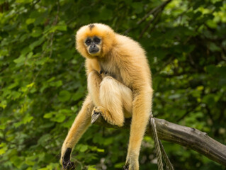 Gibbon à favoris roux