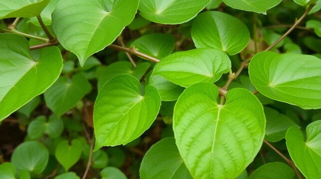 Tinospora cordifolia is a herbaceous vine of the family Menispermaceae indigenous to tropical regions of the Indian subcontinent. It has been used in Ayurveda to treat various disorders