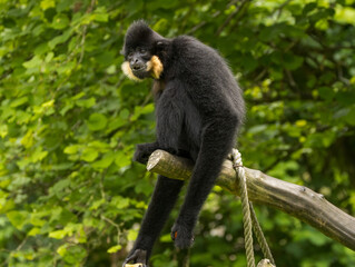 Gibbon à favoris roux
