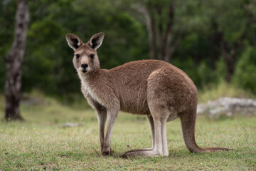 Fototapeta premium capture charming kangaroo in heart of australia surrounded by dreamy bokeh background that enhances its natural