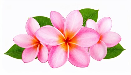 Pink Plumeria Flowers Bouquet on White Background