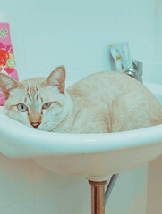 The cat is sleep on the sink.