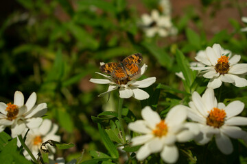 butterfly on a flower