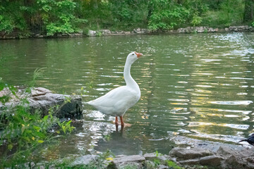 goose on the lake