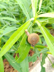 Snails are eating leaves deliciously.