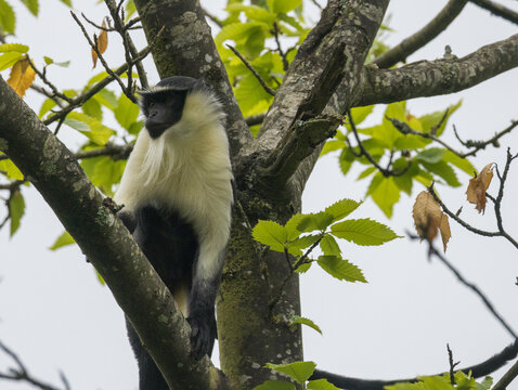 cercopitheque roloway