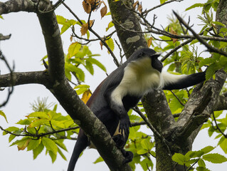 cercopitheque roloway