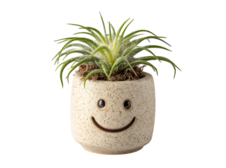 Happy air plant in a smiling ceramic pot, Isolated On White, Transparent Background, Png