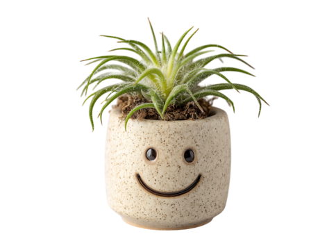Happy air plant in a smiling ceramic pot, Isolated On White, Transparent Background, Png