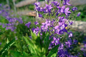 Natural field background. Campanula patula, bluebell, campanula in the field. Beautiful summer meadow background. Summer wildflowers on a sunny day
