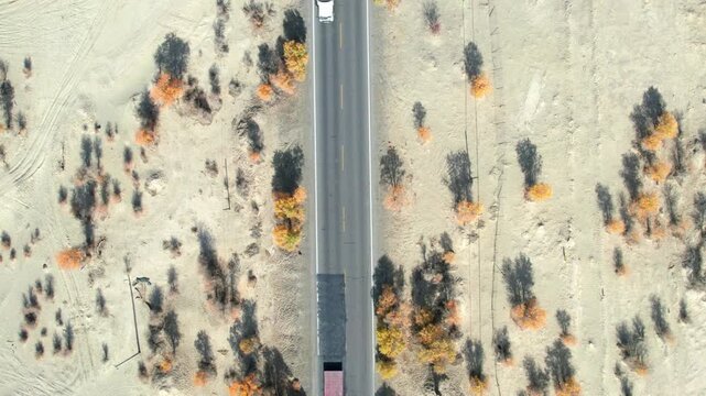 Drone view of asphalt road passing through golden populus euphratica forest in Gobi desert on sunny autumn day in Taklamakan Desert, Xinjiang, China, 4k real time high angle view, travel concept.