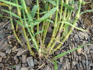 Stem of Campanula takesimana, a Korean medicinal herb known for anti-inflammatory and throat-soothing effects. Photographed in Korea.
