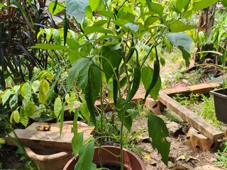 Fresh green chili plant growing in a home garden, surrounded by tropical foliage and natural soil environment