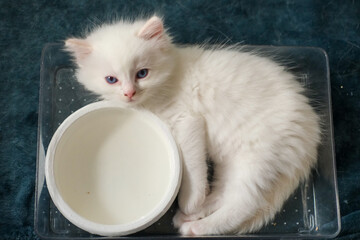 1 month old ragdoll kitten lying in a clear box with water bowl