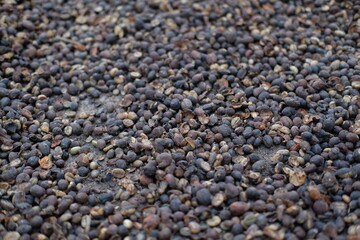 Drying coffee cherries Groundlevel perspective