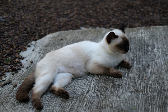 Siamese cat rests on concrete path