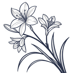 black and white zephyranthes robusta