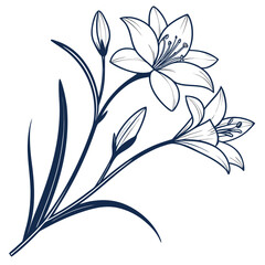 black and white zephyranthes robusta