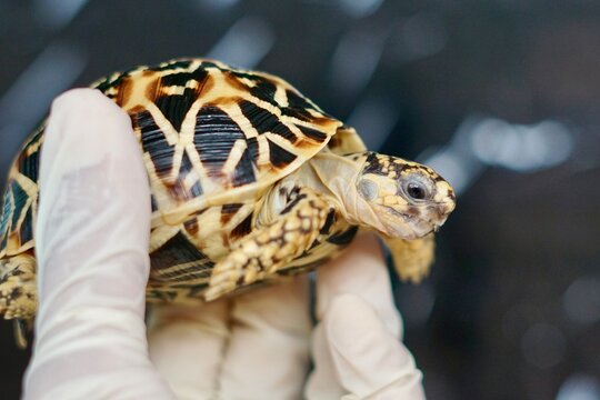 A close-up of juvenile Indian Star Tortoises. This endangered species is known for the beautiful star-like patterns on its shell. The tortoises are on a gray tiled floor with a soft-focus background.