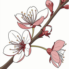 zephyranthes candida on white background 