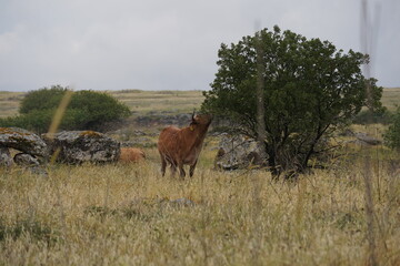 Grazing cows on the hills of the Golan Heights , Israel