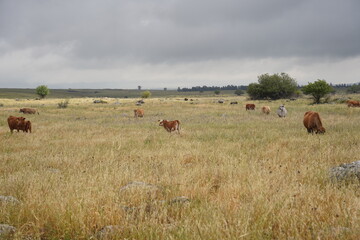 Grazing cows on the hills of the Golan Heights , Israel