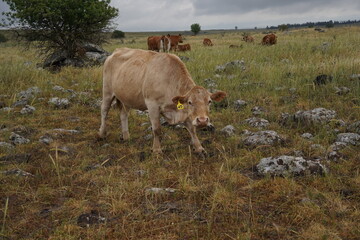 Grazing cows on the hills of the Golan Heights , Israel