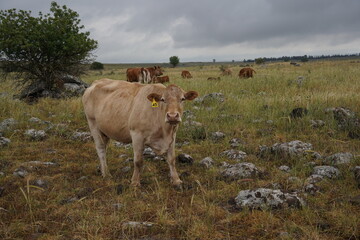 Grazing cows on the hills of the Golan Heights , Israel