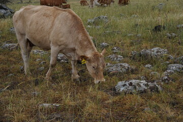Fototapeta premium Grazing cows on the hills of the Golan Heights , Israel