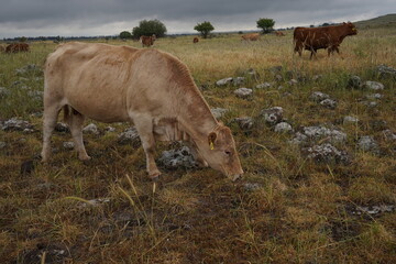 Grazing cows on the hills of the Golan Heights , Israel