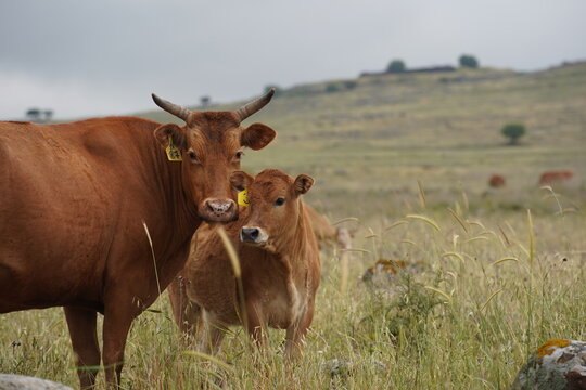 Grazing cows on the hills of the Golan Heights , Israel