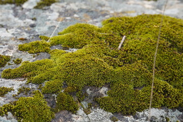 Moss on  top of a stone
