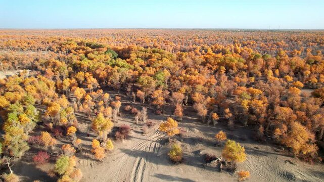 Drone view of golden populus euphratica forest in Gobi desert on sunny autumn day in Tarim Poplar Forest park, Taklamakan Desert, Xinjiang, China, 4k real time high angle view footage, travel concept.