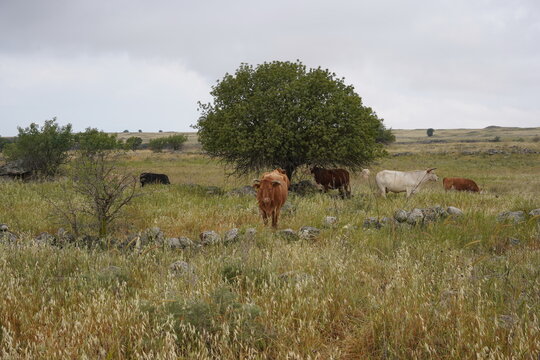 Grazing cows on the hills of the Golan Heights , Israel