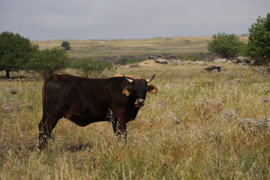 Grazing cows on the hills of the Golan Heights , Israel