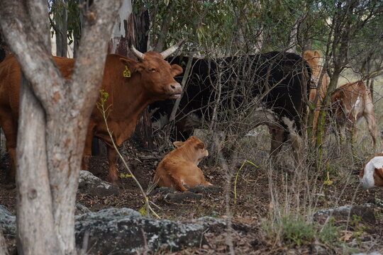 Grazing cows on the hills of the Golan Heights , Israel