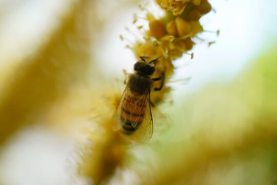 Bee working to remove the nectar of the flower. Honey bee collecting pollen from apple tree blossom