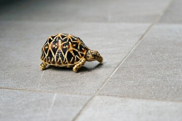 A close-up of juvenile Indian Star Tortoises. This endangered species is known for the beautiful star-like patterns on its shell. The tortoises are on a gray tiled floor with a soft-focus background.