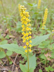 Scrophularia vernalis  - yellow figwort