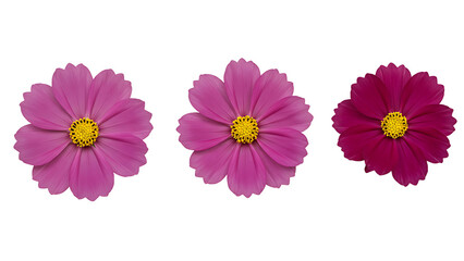 Three small deep magenta cosmos flowers with yellow centers, isolated on transparent background for rich floral designs