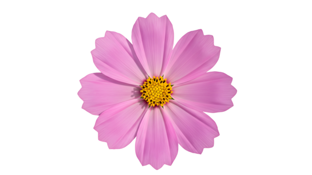 light pink cosmos flower with a yellow center, isolated on transparent background for minimalist floral designs, spring themes, and decorative elements.