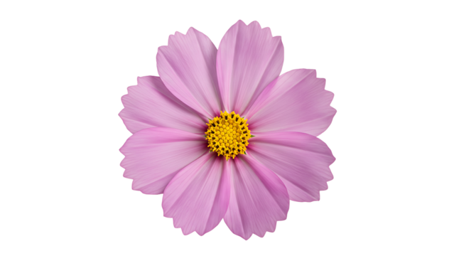light pink cosmos flower with a yellow center, isolated on transparent background for minimalist floral designs, spring themes, and decorative elements.